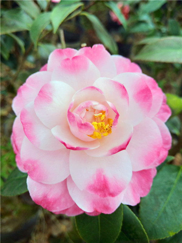 特价迷茫春天稀有茶花名贵品种龙岩树苗山茶花绿植