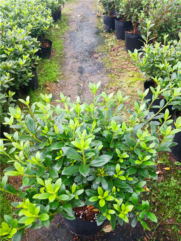 皋月五彩夏娟一树多色色系花卉稀有名贵杜鹃绿植