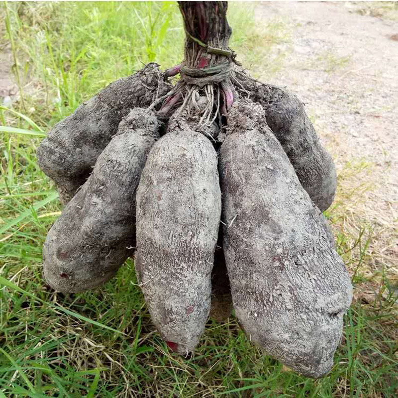 新鲜赣南山药紫玉山大脚板薯现挖现发农家蔬菜新鲜山药