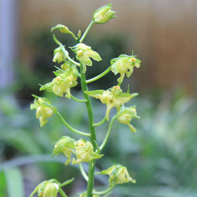 南海素奇墨兰传统名品素心奇花兰花兰草室内绿植