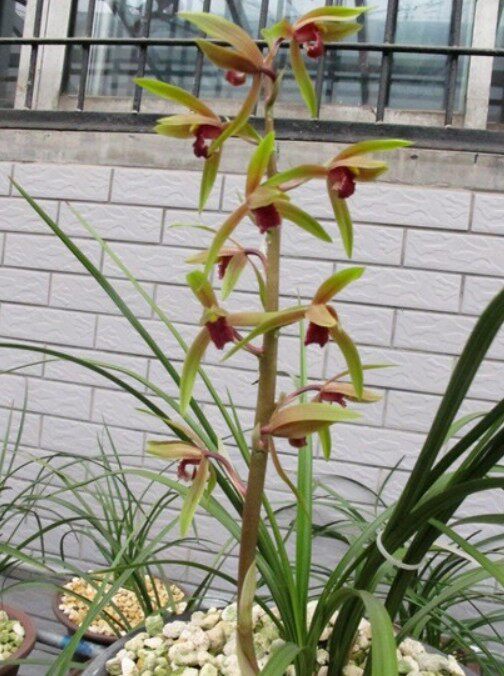 清仓湖北自然老种兰花花苗蕙兰红尘阳台绿植时令草本花卉