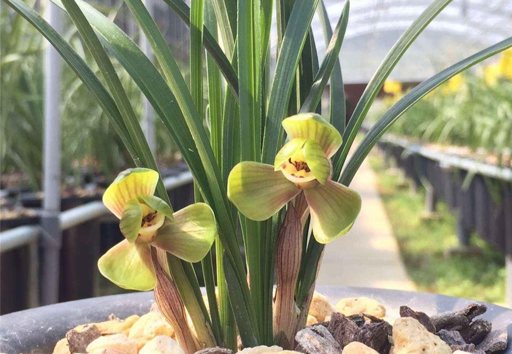 浙江自然老种兰花花苗春兰环球荷鼎浓香绿植时令草本花卉