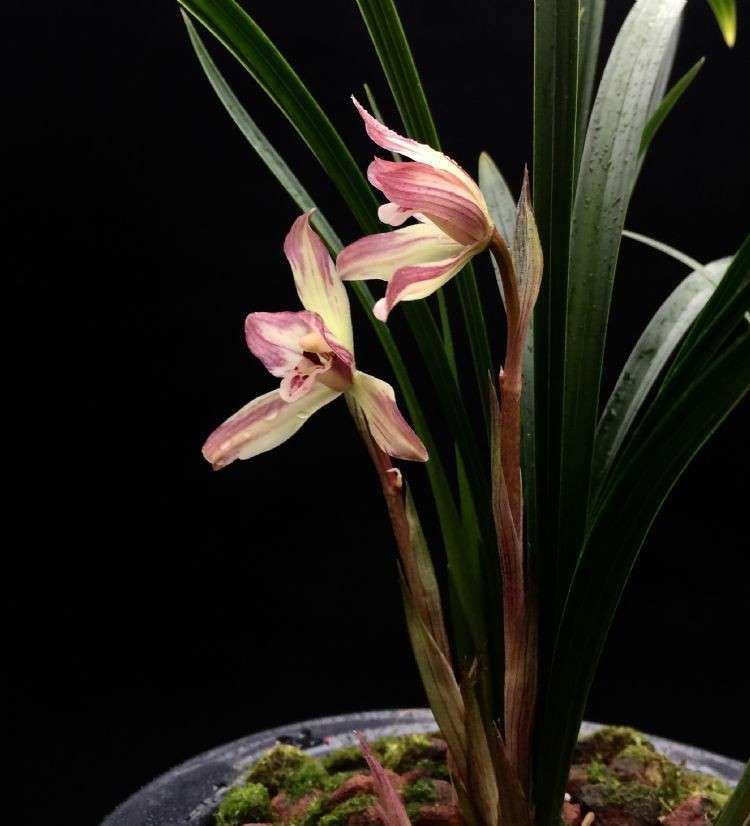 清仓浙江自然老种兰花花苗春兰洛仙浓香绿植时令草本花卉