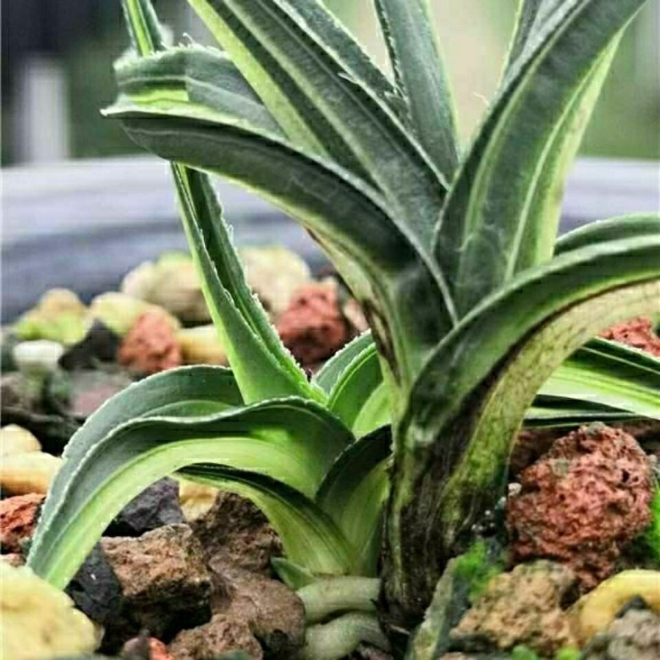 水晶兰花高档水晶兰室内漂亮花苗极品品惠全场花卉