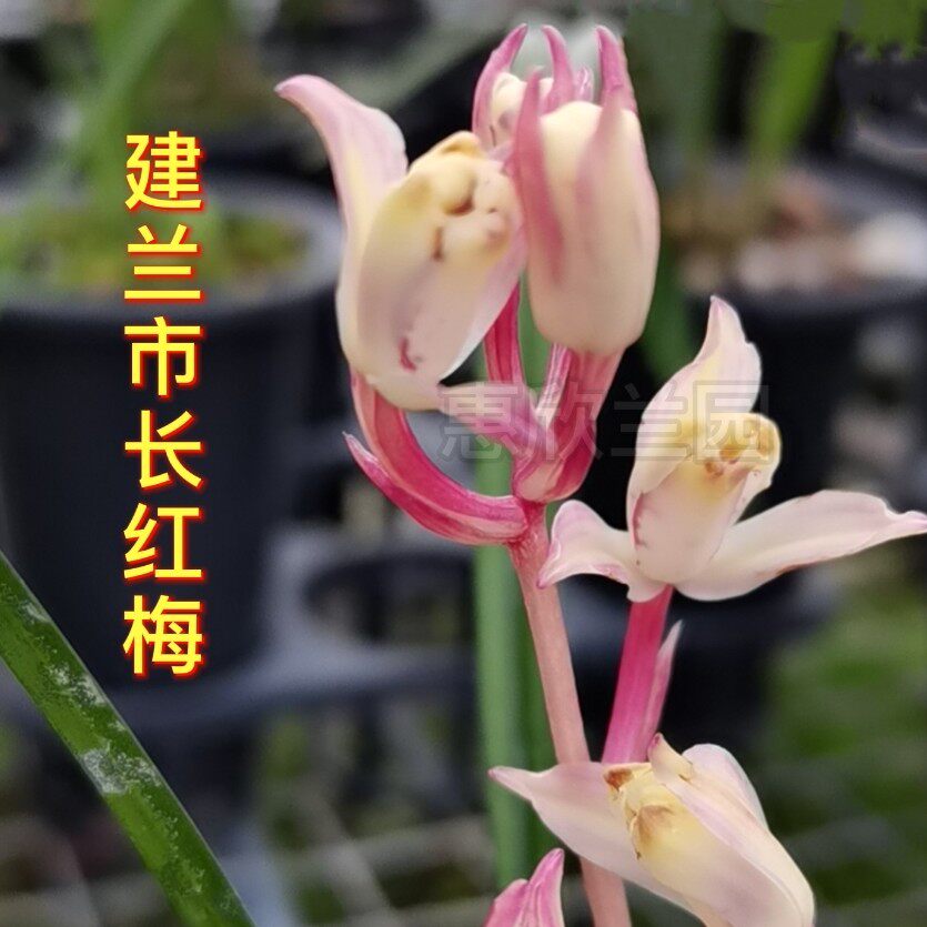 四季市长红梅梅兰花苗客厅绿植盆栽壮苗夏季时令草本花卉