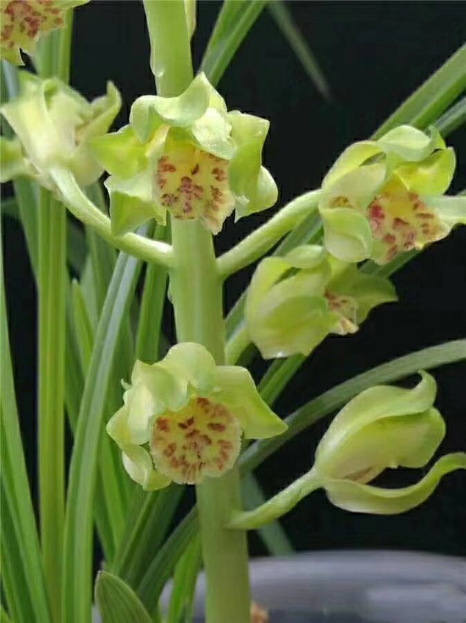 清仓自然老种兰花花苗蕙兰名品倩云浓香绿植时令草本花卉