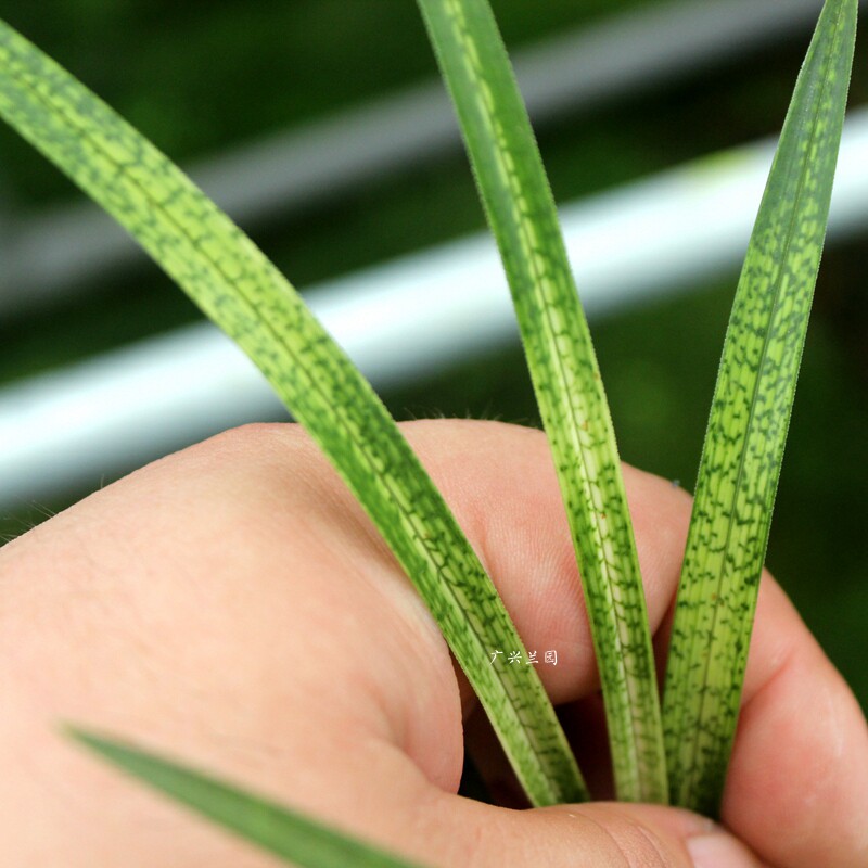 实物另选兰花此盆斑艺蛇皮高级斑纹斑草线艺时令草本花卉