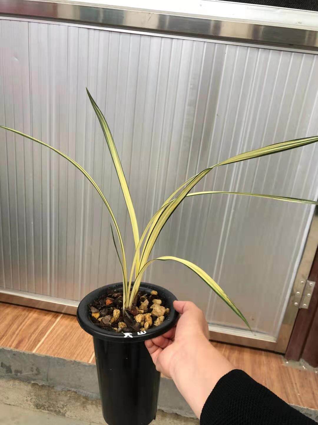 精品名贵名贵兰兰花寒兰中透艺草关山开花超香时令草本花卉