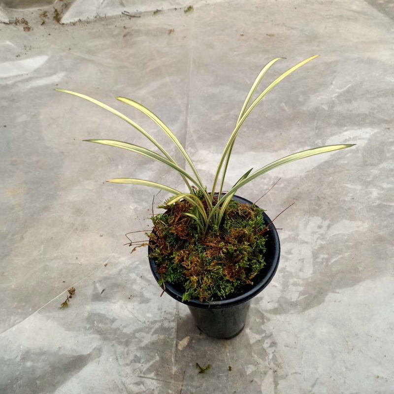 老种蕙兰中透九龙呈祥艺线艺兰兰花庭院书房时令草本花卉