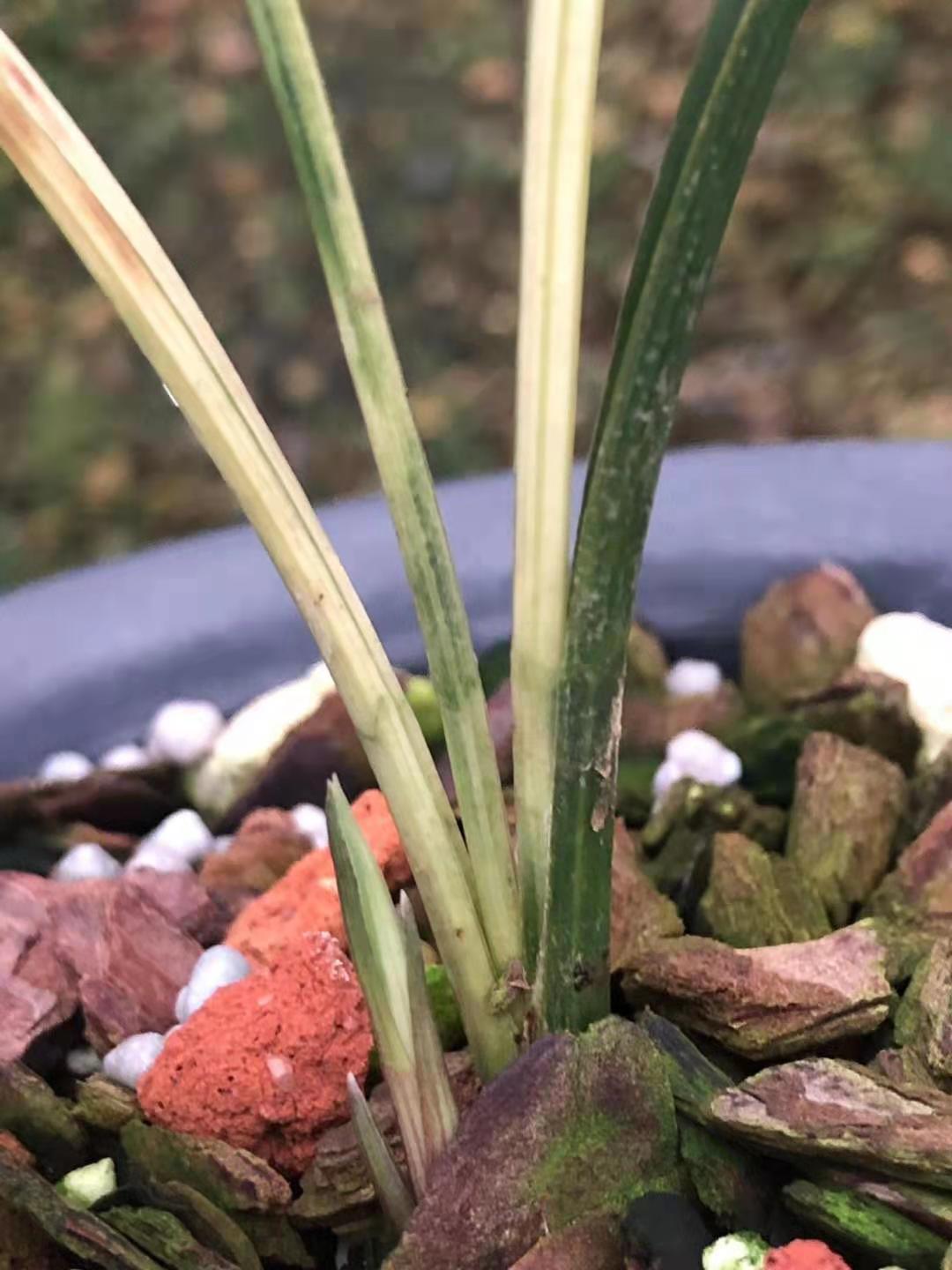 兰花精品春剑粉斑艺草中透艺兰兰草花卉卉好时令草本花卉