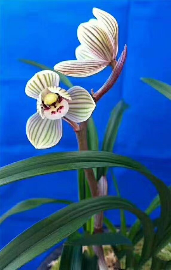 阳台室内兰花花苗莲瓣名品镇荷浓香绿植花卉时令草本花卉