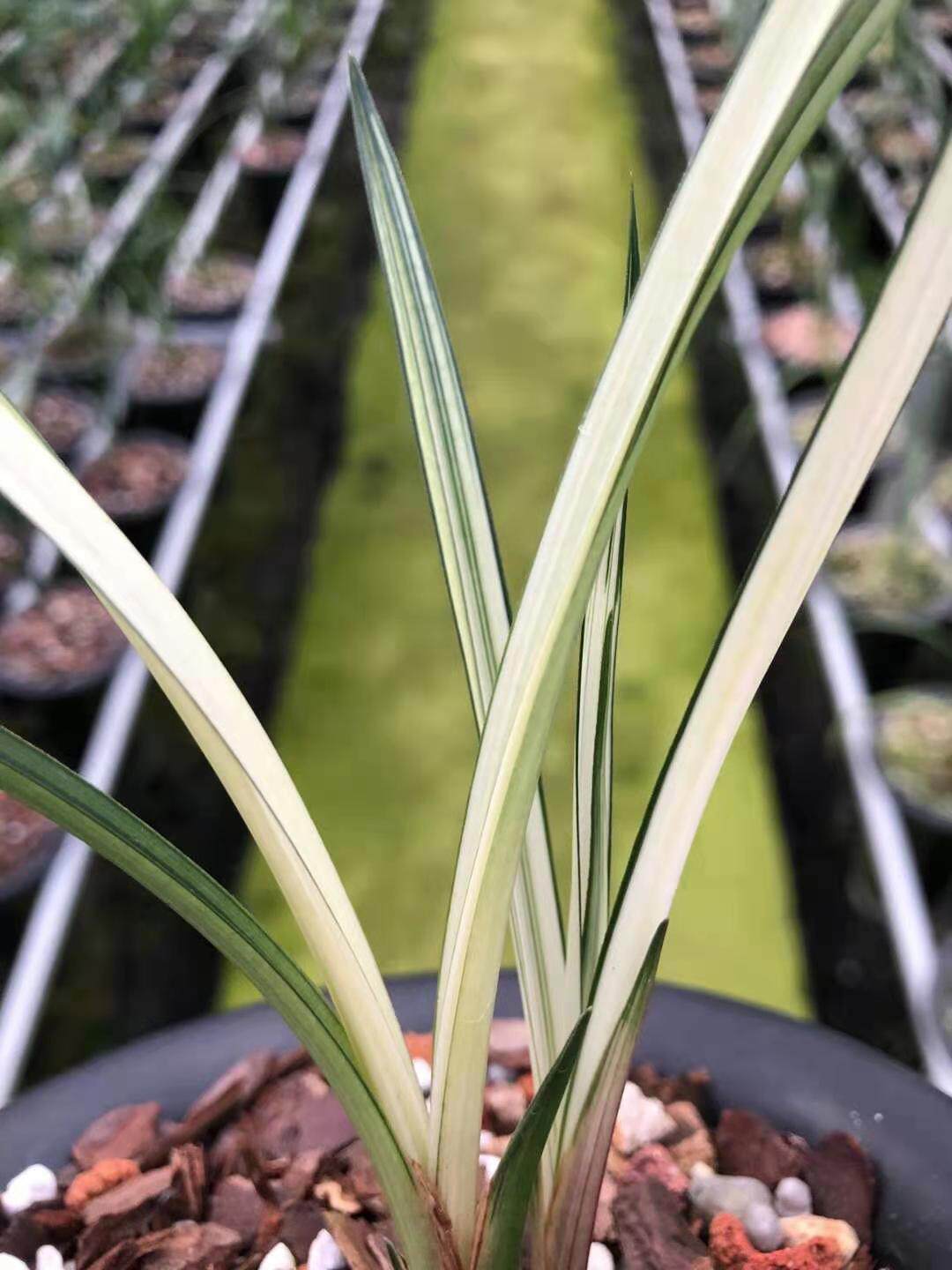 新品超靓兰花春剑瓷白中透艺草变色龙盆栽花卉花卉
