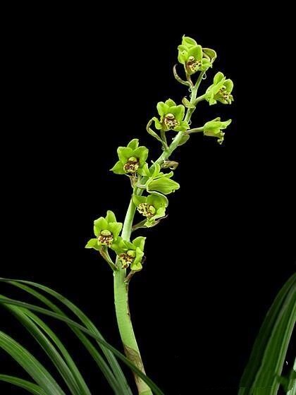 自然老种兰花花苗蕙兰名品龙蝶浓香绿植花卉时令草本花卉