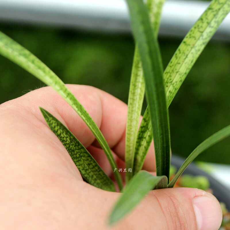 实物另选兰花此盆斑艺蛇皮高级斑纹斑草线艺时令草本花卉