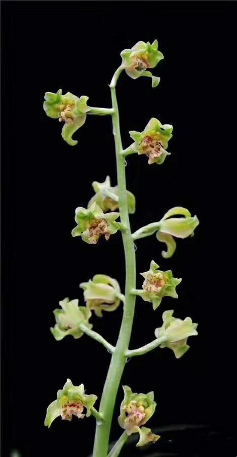 清仓自然老种兰花花苗蕙兰名品倩云浓香绿植时令草本花卉