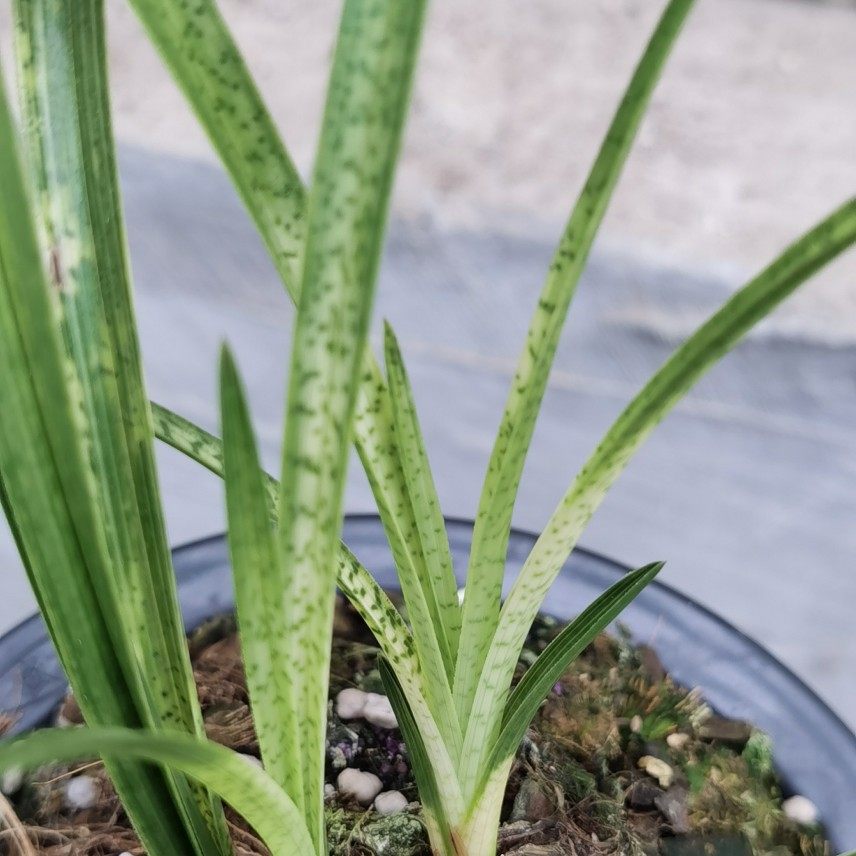 兰花精品春兰蛇皮斑艺高档数量稀少开花超香时令草本花卉