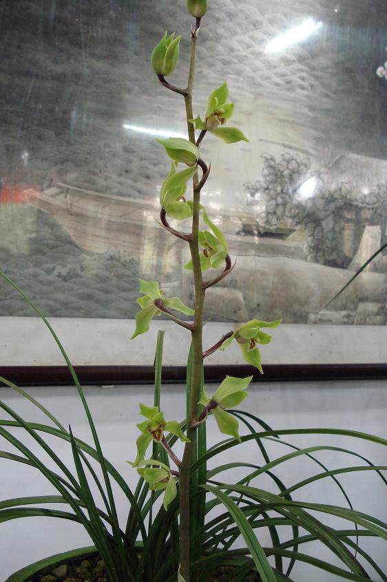 免邮特价蕙兰九华老蜂60元品种保证兰花一赔花卉