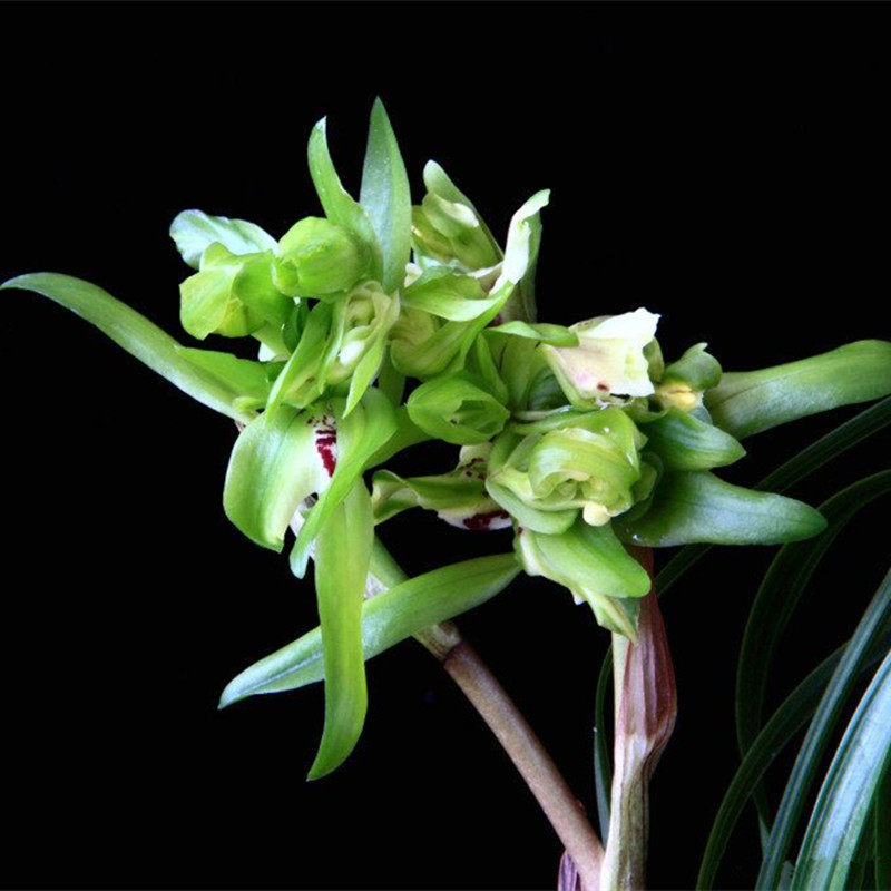 清仓价浓香型兰花余蝴蝶蝴蝶春兰盆栽室内美观花卉