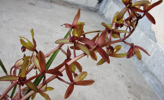 蕙兰清仓精品红香兰花秦岭浓香时令草本花卉