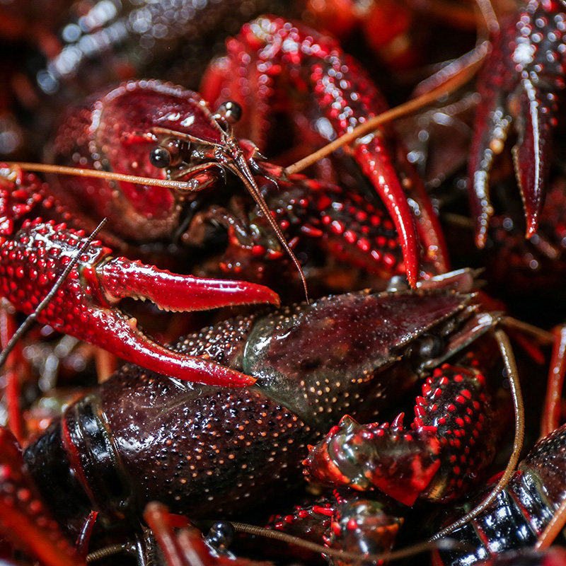 鲜活湖北大号装中5斤活虾清水潜江新鲜活龙虾活虾