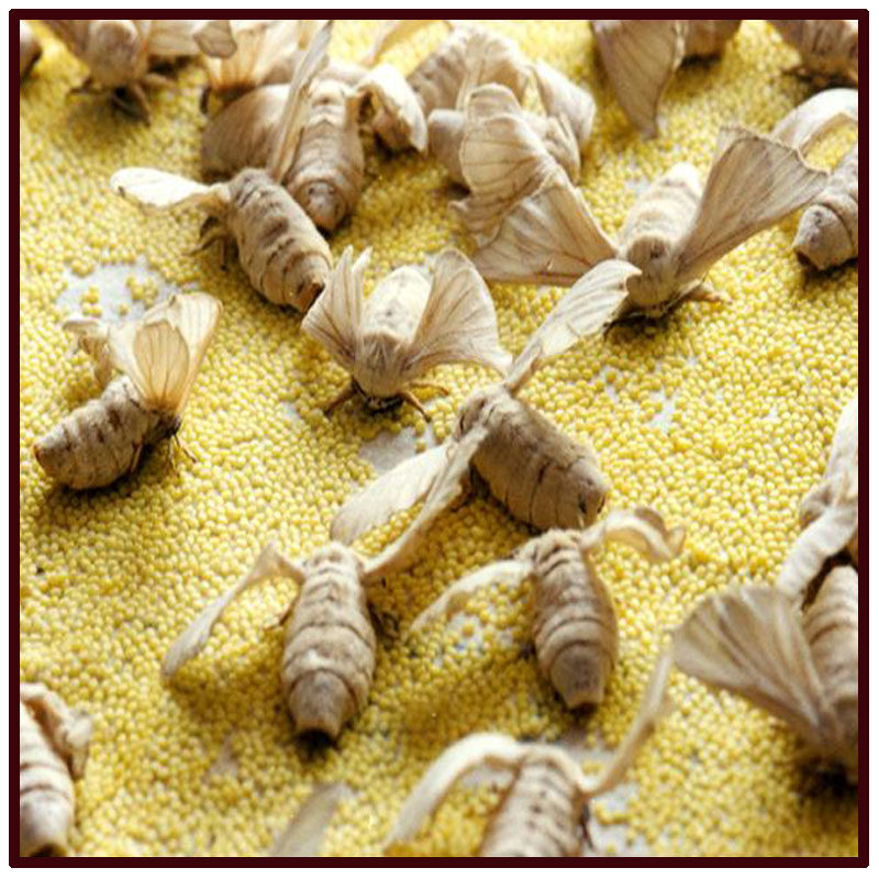 中药材选装雌蚕蛾 雌蛾 白蚕蛾45元250克包邮晒适用女性滋补