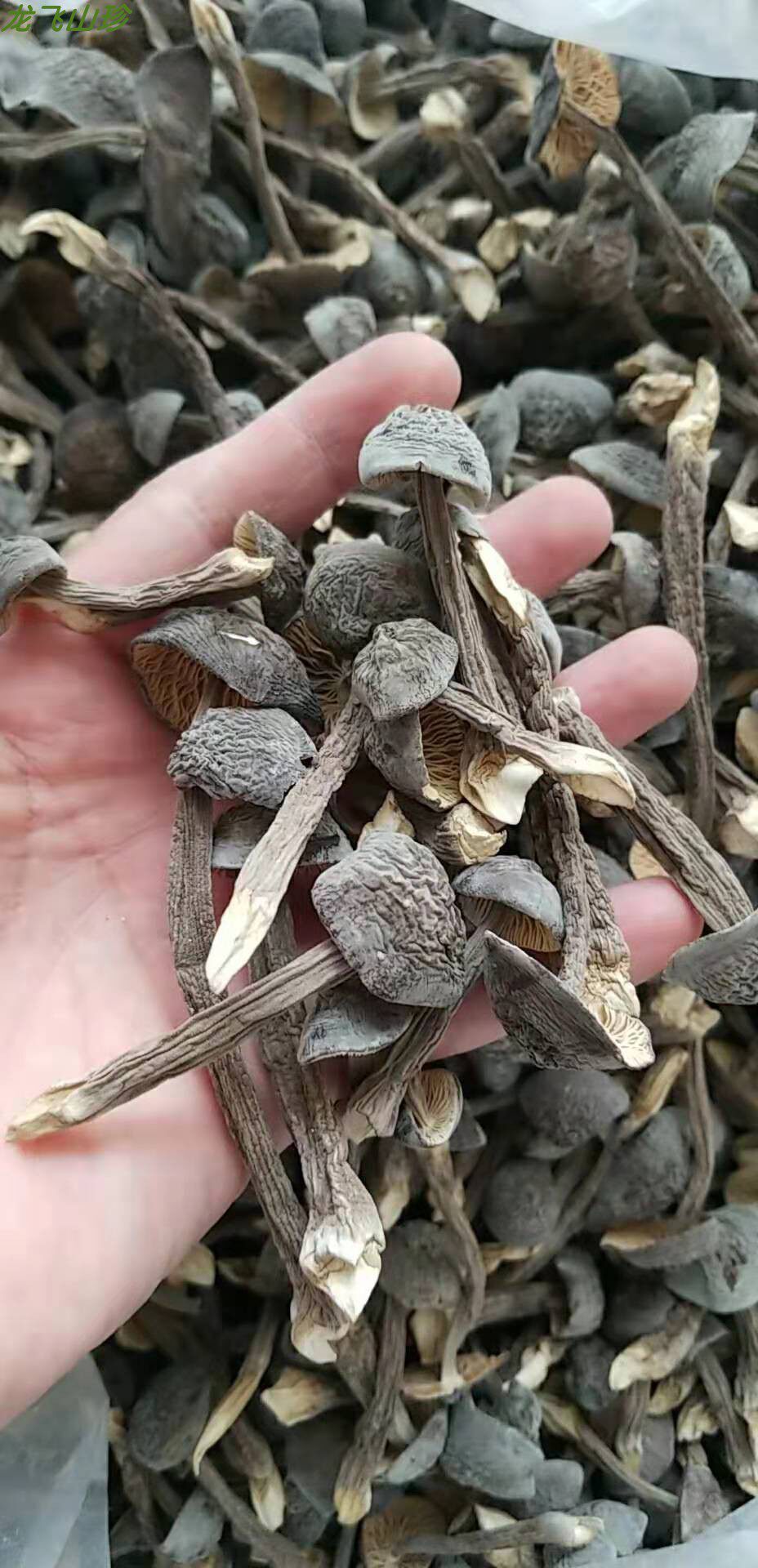 贵州黑皮鸡枞干货土特产500克包邮其它其它干货