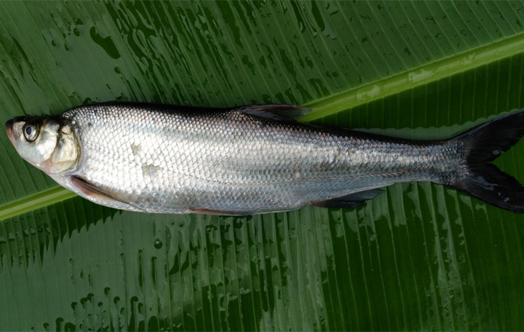 蓉羊生鲜农家新品生态流水放养鲜活翘壳鱼白淡水鱼类