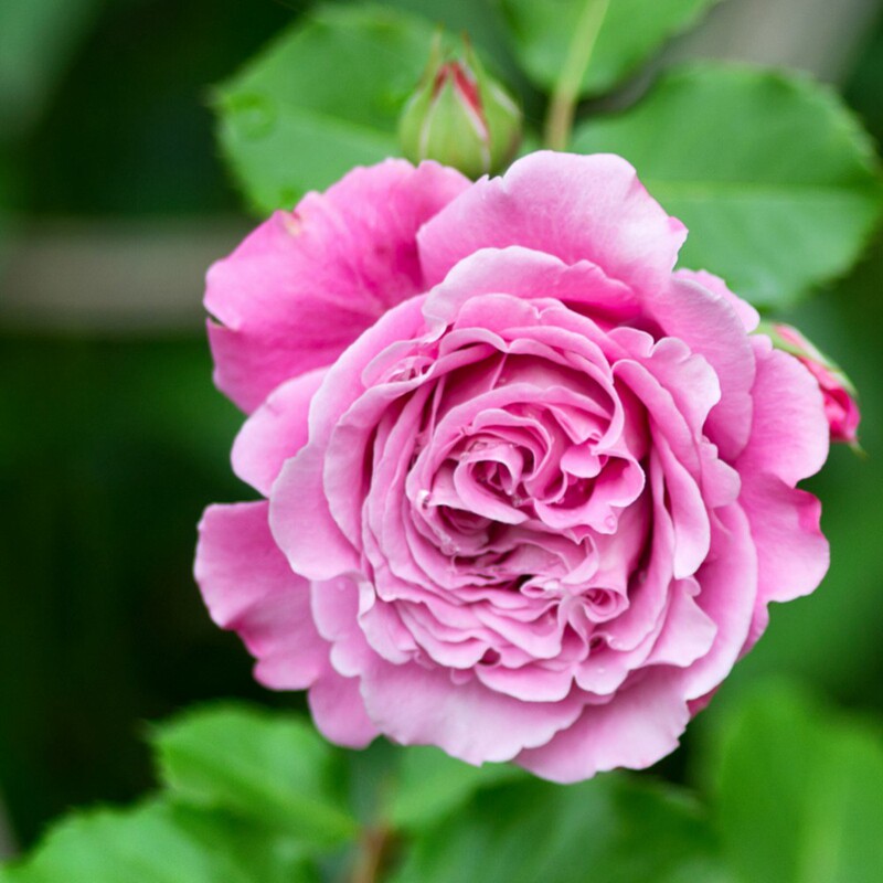 f07艾格尼丝青莲居欧洲月季灌木欧月短藤庭院阳台花卉