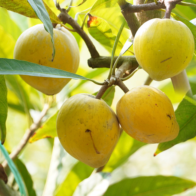 树苗蛋黄果苗正宗鸡蛋果名贵仙桃水果水果树盆栽果树