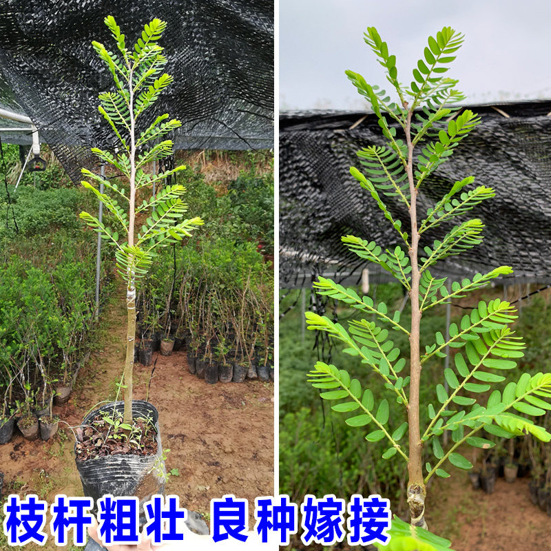 油甘果苗树苗油柑苗牛苗油苗大玉余嫁接果树果树