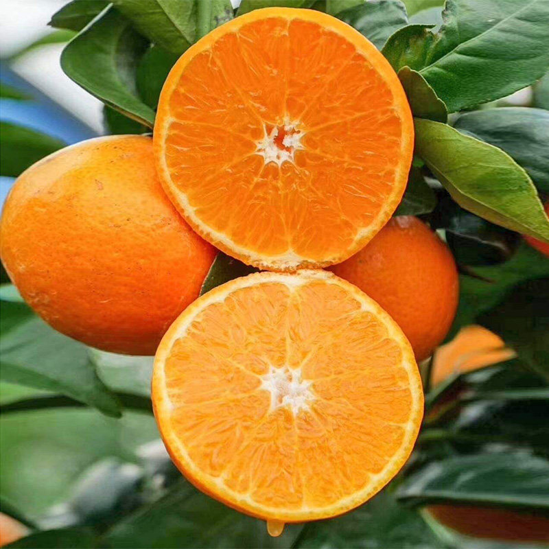 沃柑树苗嫁接脱毒纯正无核广西武鸣正宗橘子果树