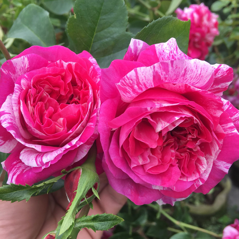 伊蕾斯特藤本月季多季大花欧月爬藤大苗攀援庭院时令草本花卉