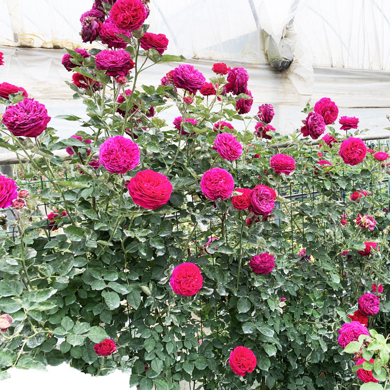 莎士比亚2000爬藤月季多季藤本玫瑰阳台花卉庭院时令草本花卉