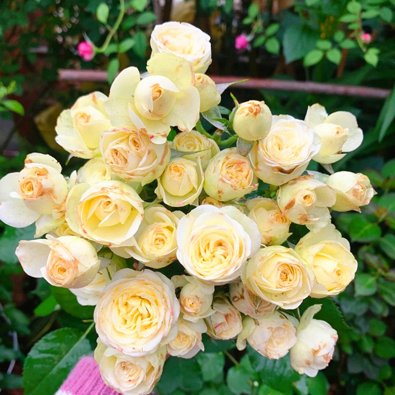 奶油盆栽微月多头欧月灌木大花切花阳台油龙时令草本花卉