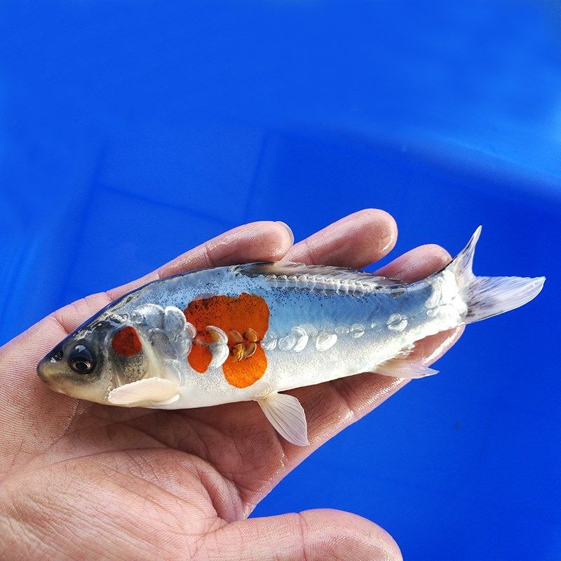 锦鲤包邮秋翠锦日本德系观赏鱼黄秋翠红秋精品鱼秋鱼