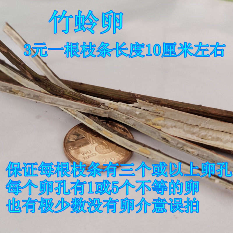 蝈蝈萌动翠绿铁皮孵化蛐蛐葫芦扎嘴卵竹蛉卵特色爬宠