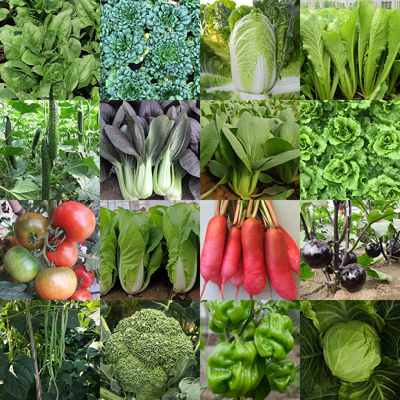 农科院蔬菜种子四季蔬果种籽菠菜油菜蓝花西红柿蔬菜种子