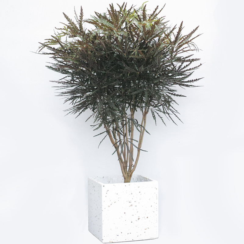 孔雀木室内甲醛植物细叶花卉绿植大型办公室大盆大型绿植