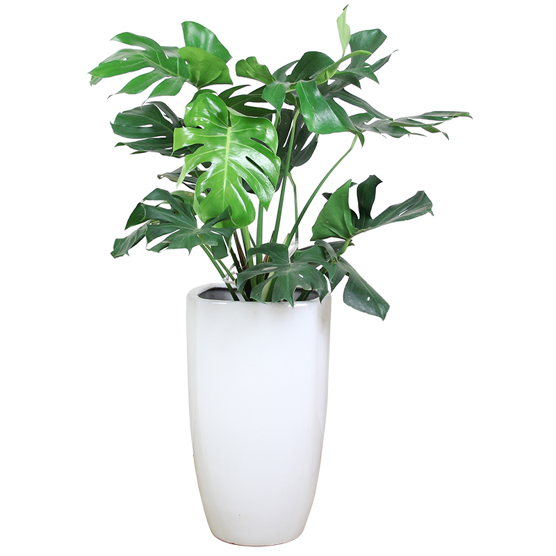 大龟背竹盆栽甲醛净化空气植物室内书房大型绿植
