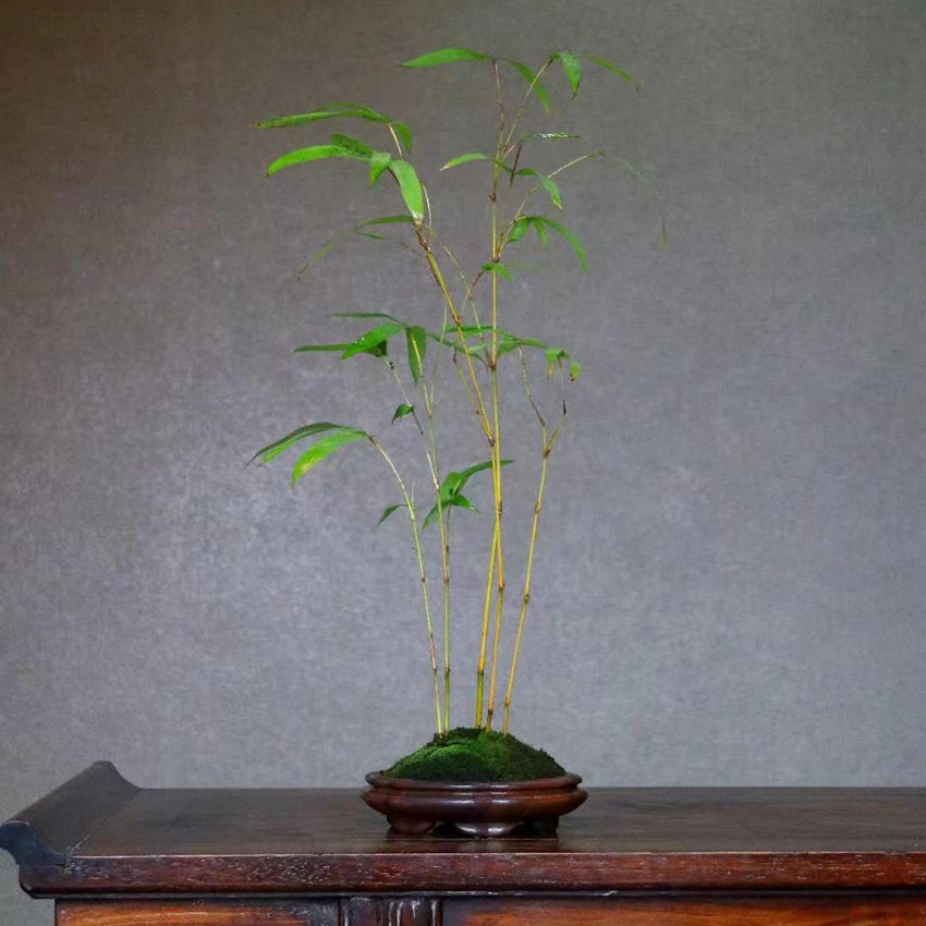 黄杆桂竹60cm观赏书房意境深远中式生活盆景绿植