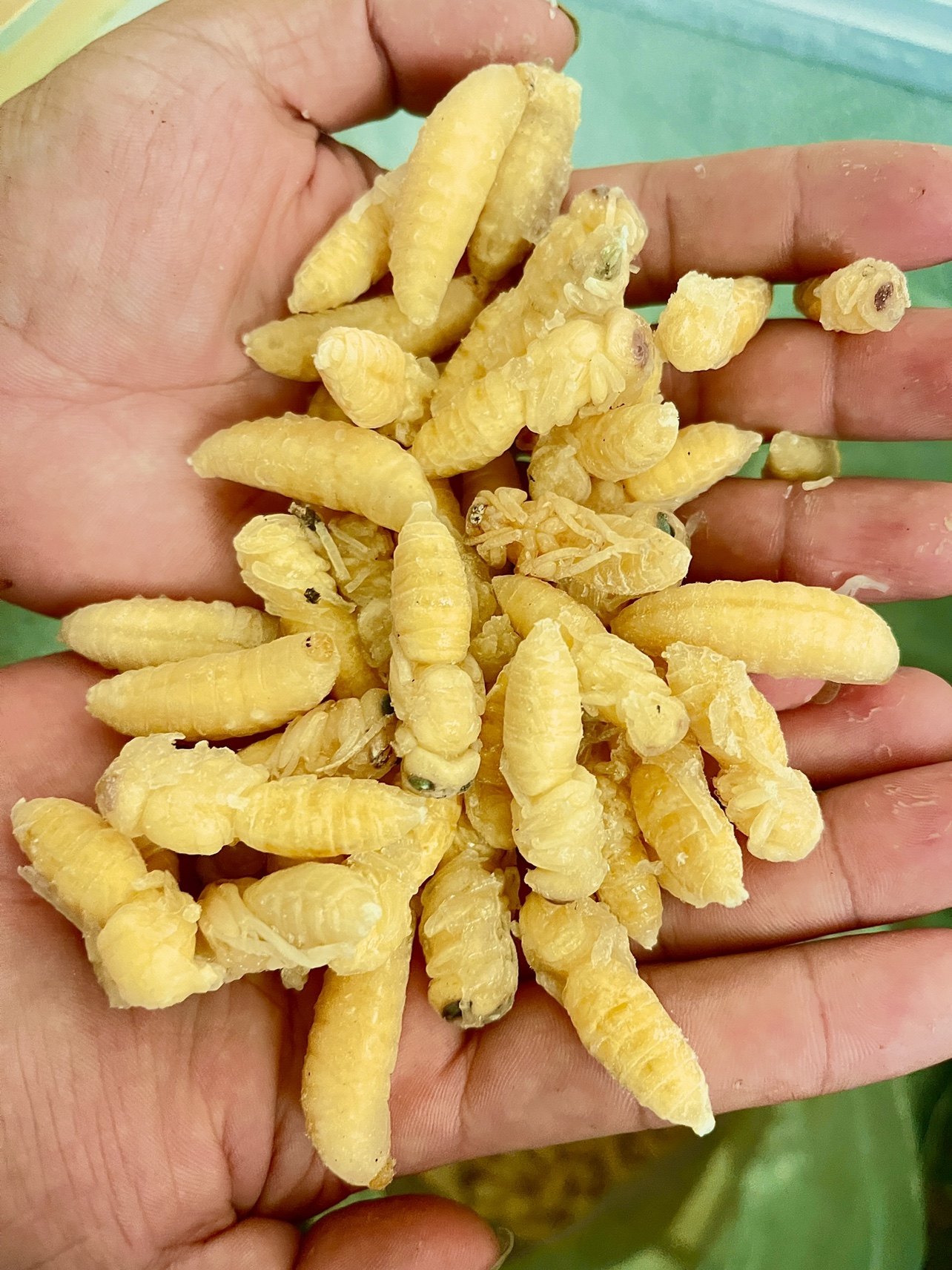 蜂蛹虎头蜂金环精选油炸清炒难得得的美味500克冷冻章鱼