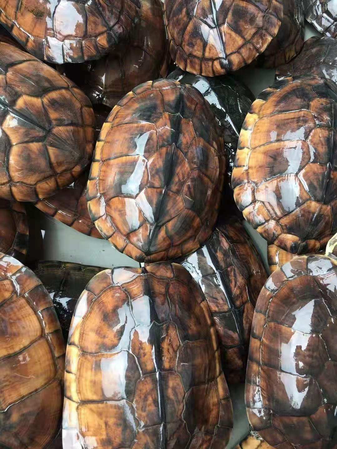 原产地直销纯种石金线金线招财观赏石龟正宗南石大龟龟