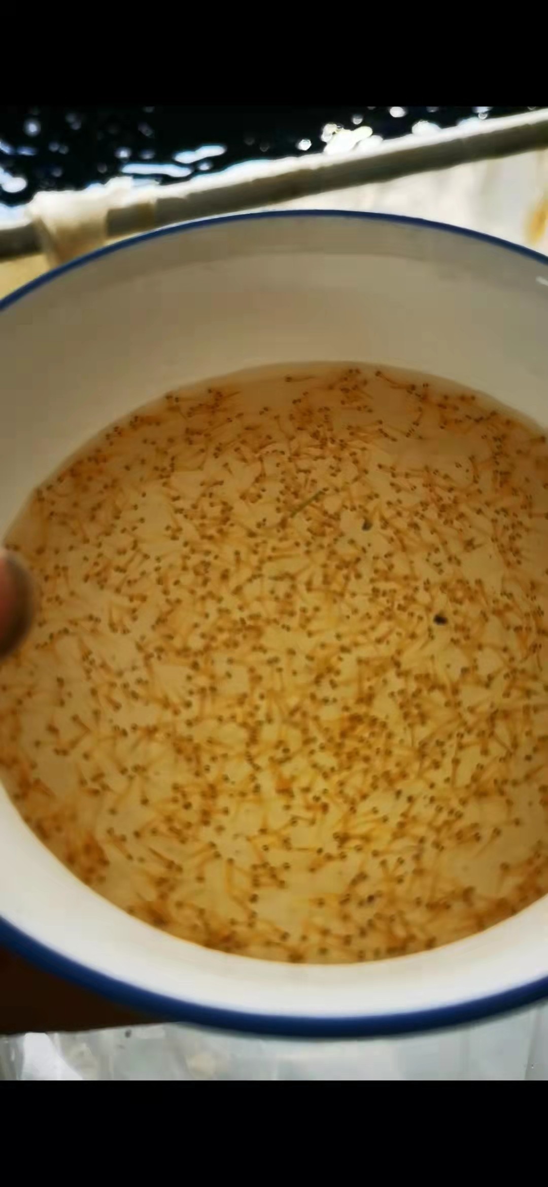 锦鲤水花预定超级纯种80公分进口种鱼鱼苗鱼