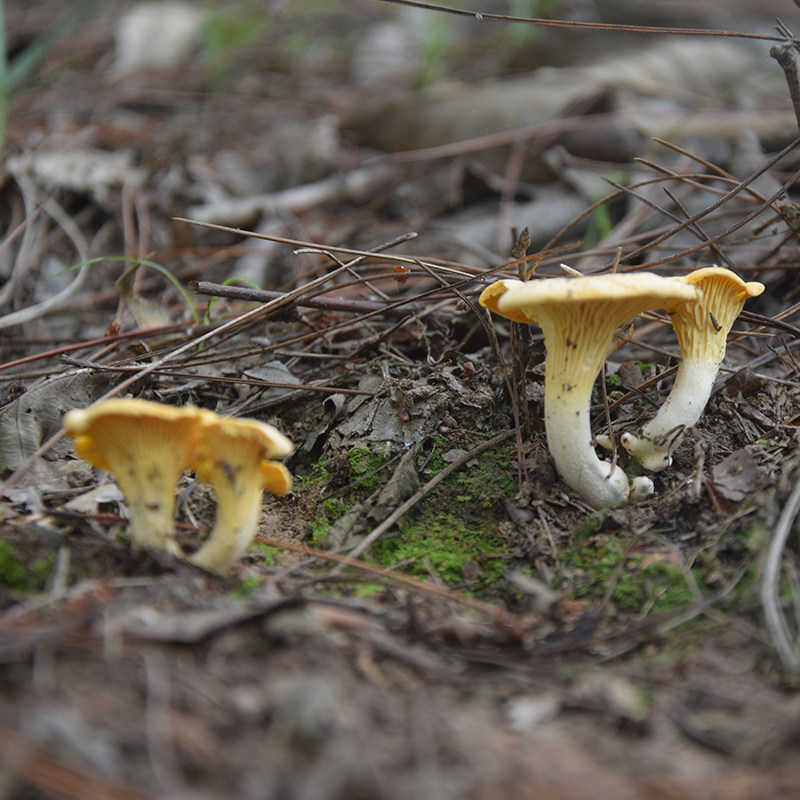 野生黄丝菌特级鸡油菌干蘑菇高山菇事湖北干货其它干货