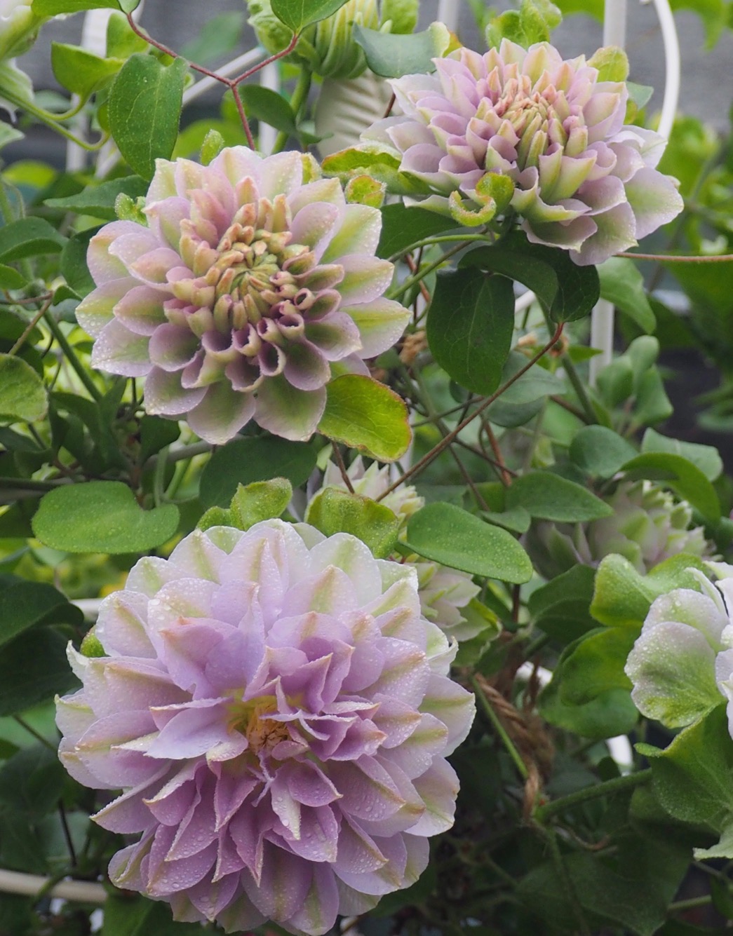 铁线莲大苗波旁王朝啤酒博士斯特美女円空瑞贝卡时令草本花卉