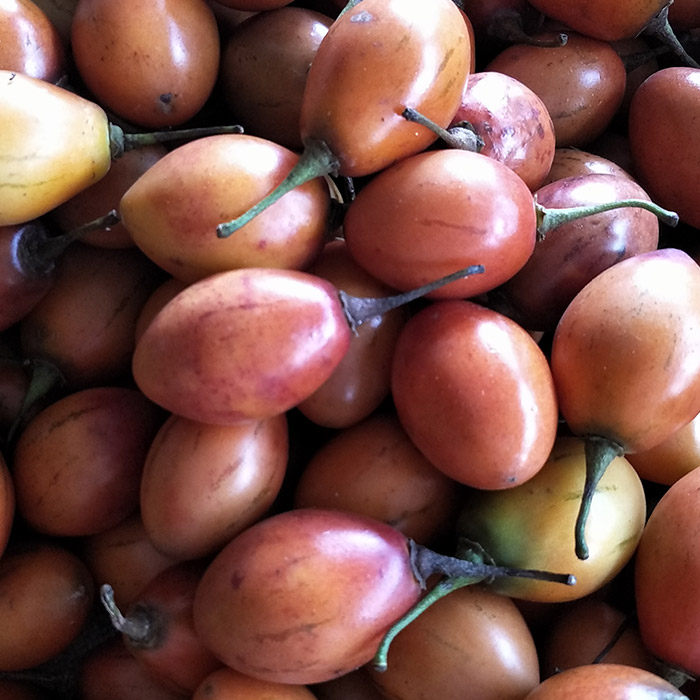 番茄新鲜野生大树下饭饭菜云南南德宏洋酸茄番茄