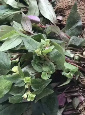 贵州纯野生1斤干货500克风柜斗草