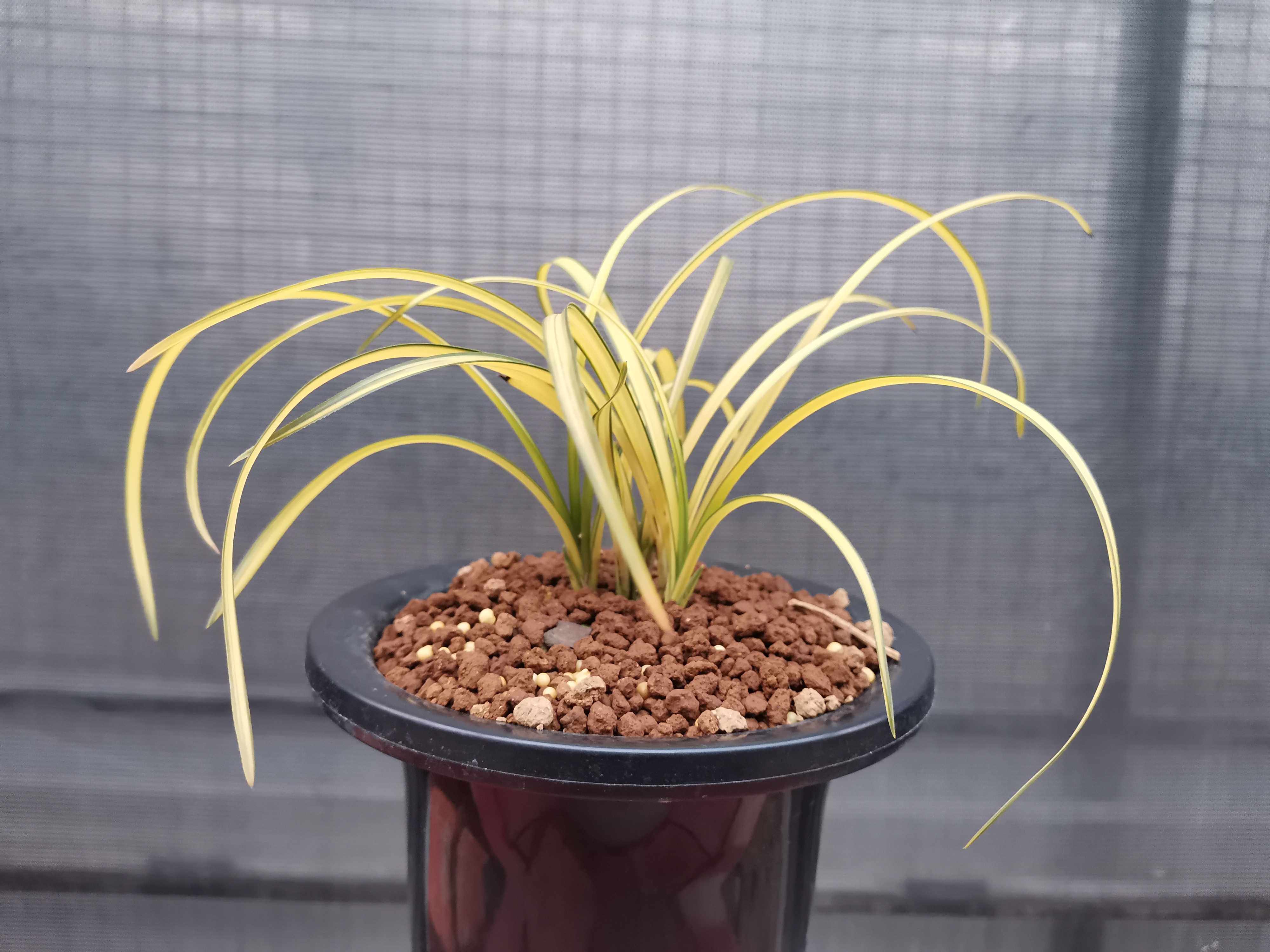 随州兰花精品春兰浓香蕙兰兰龙蛋苗中透丝草绿植