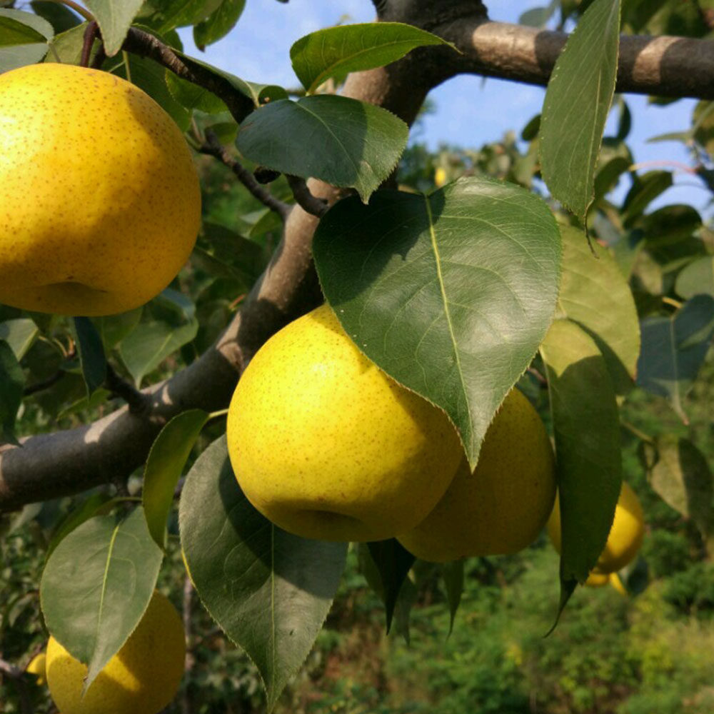 东北白梨自家白梨大白梨新鲜甜脆多汁水份足一件5斤绥中发货