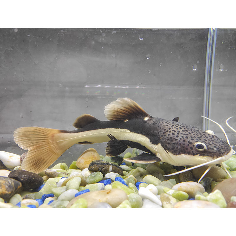 狗仔鲸鱼红尾淡水大型凶猛肉食活体热带水族鱼